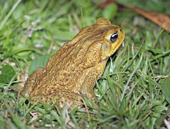Rainy Season Brings Toxic Toads