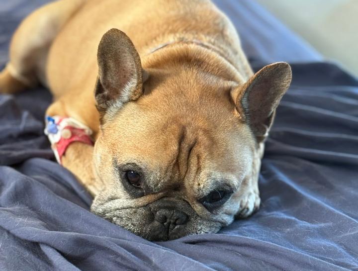 Case Story: Enzo’s Battle With Pancreatitis