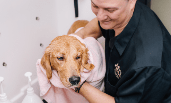dog getting dried after grooming at Alii Animal