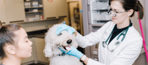 poodle at Alii Animal dentist check up