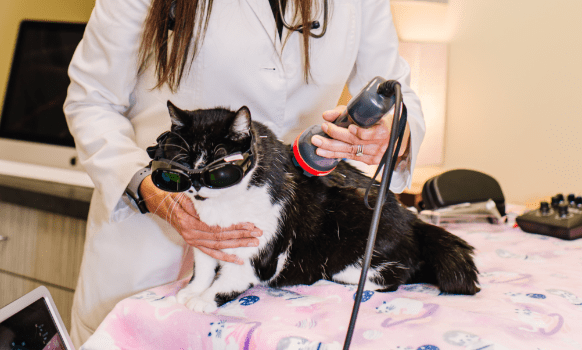 cat at  Alii Animal laser light therapy appointment