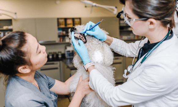 poodle getting dental cleaning at Alii Animal