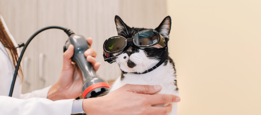 cat wearing glasses for laser therapy at Alii Animal