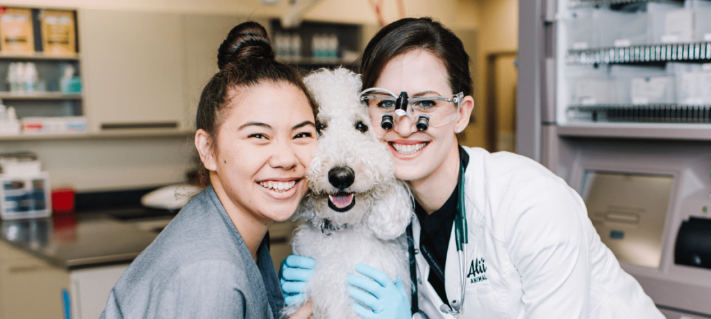 Alii Animal veterinarian and vet tech smiling with happy white poodle