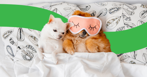 dogs sleeping in bed