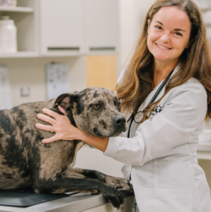 Smiling veterinarian caring for big dog at Alii Animal Hospital
